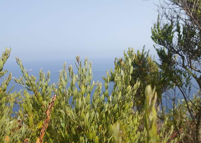 The Viewpoint