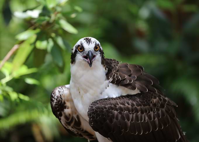 The Osprey