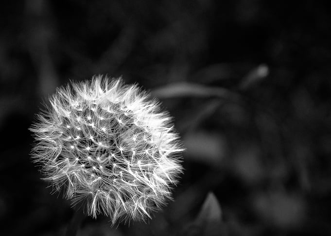 Dandelion