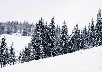 Pine Trees
