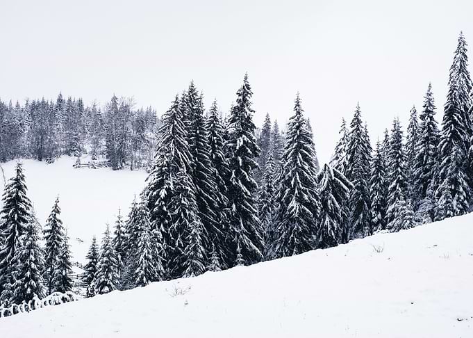 Pine Trees