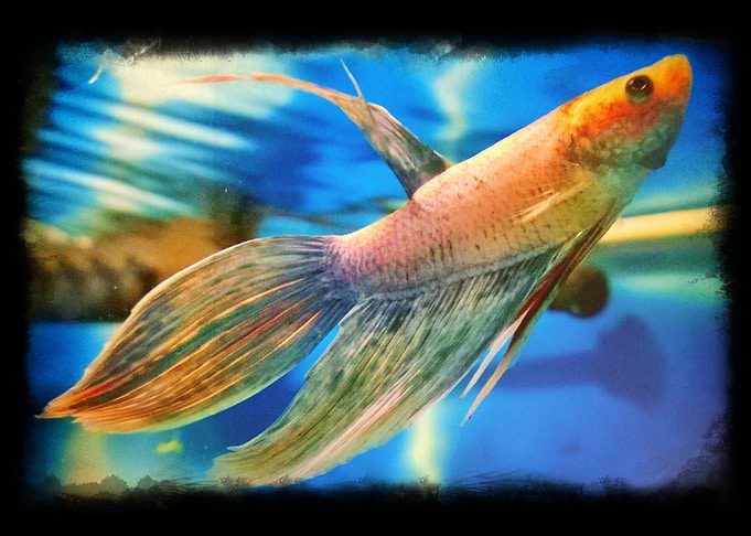 Siamese Betta Bob