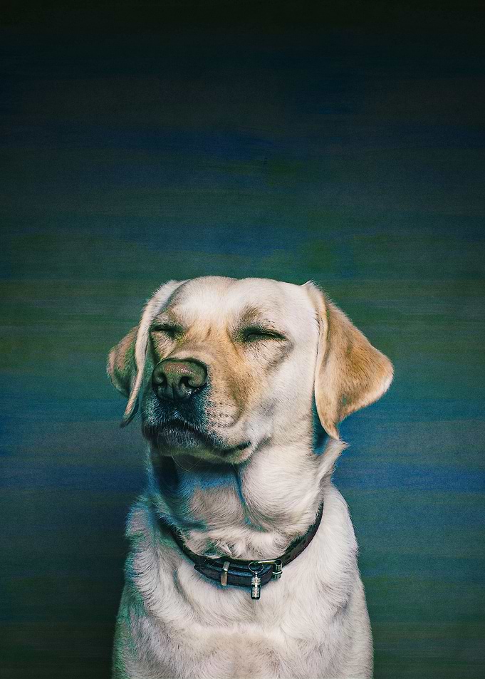 Labrador Portrait
