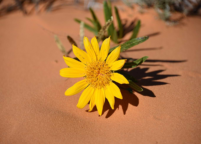 Desert beauty