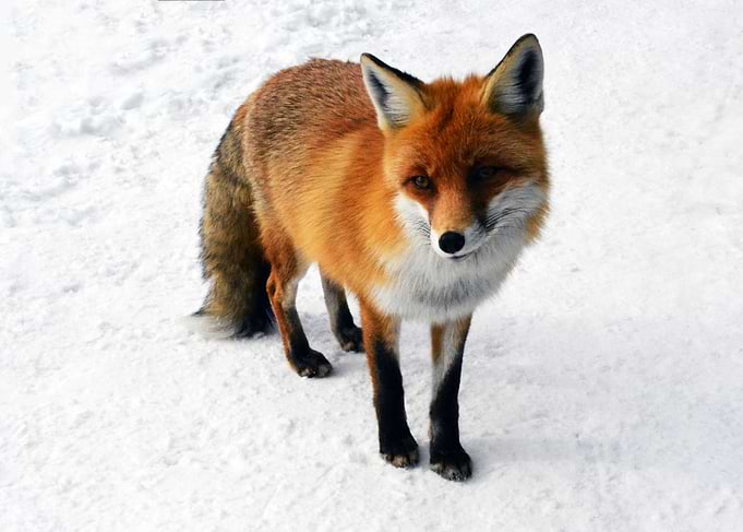 Fox Colorful and Calm