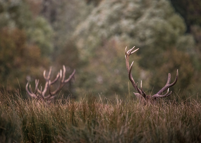 Deer antlers