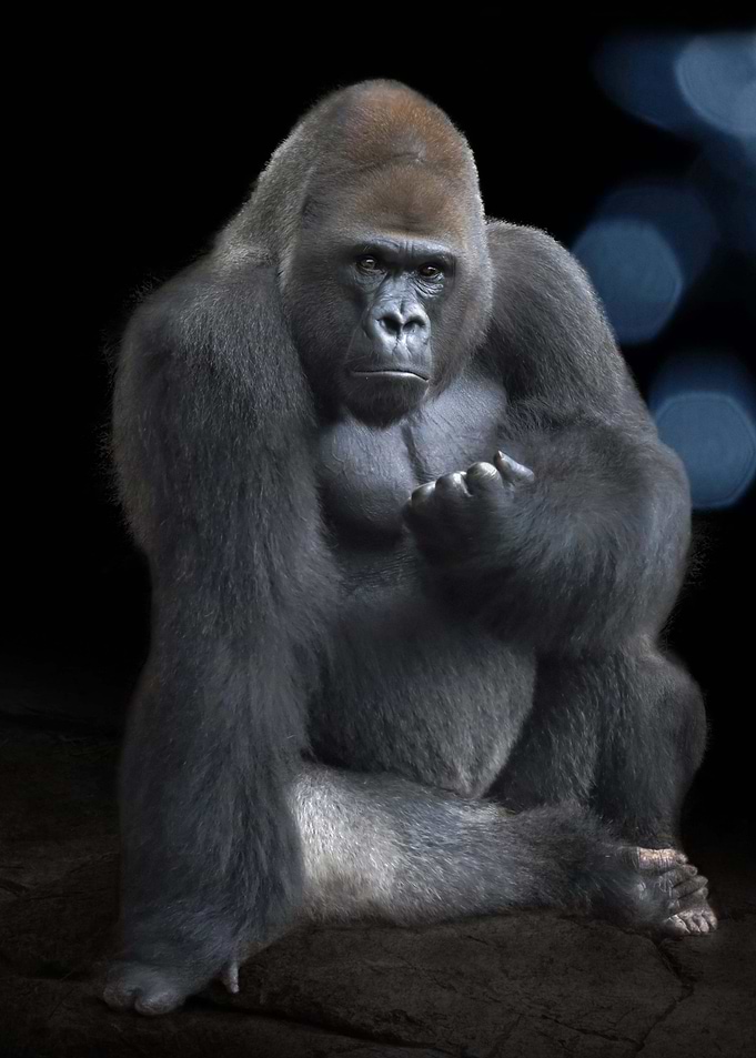 Silverback