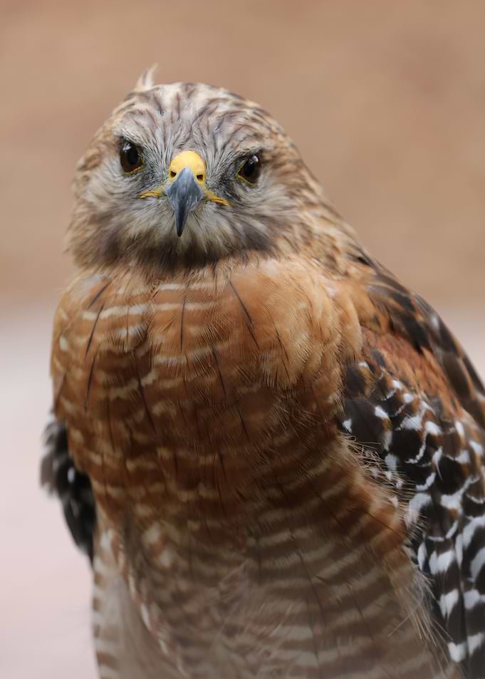Hawk