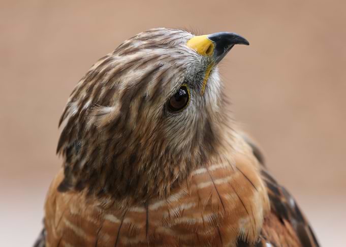 Hawk