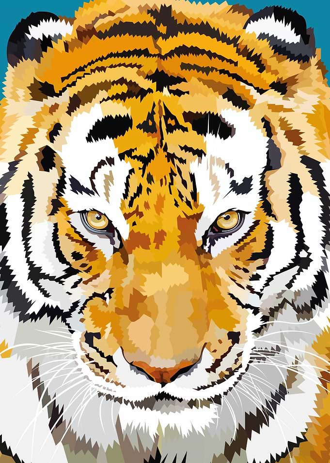 Tiger staring