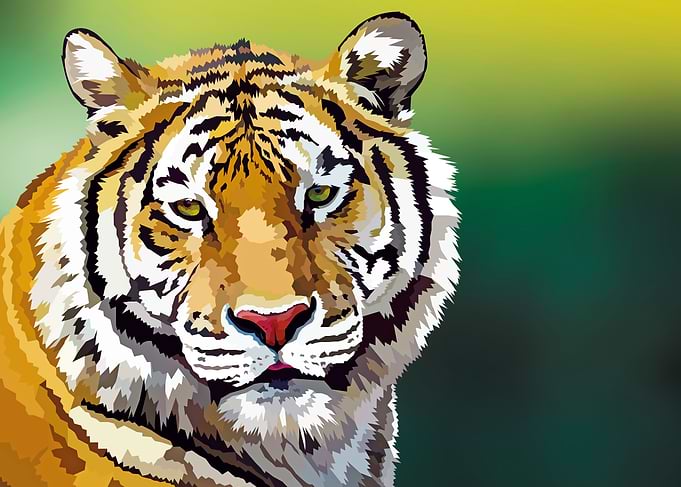 Tiger looking at you