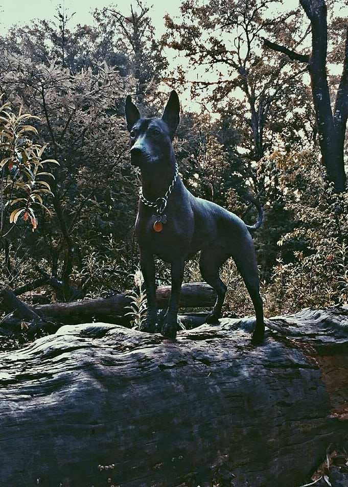 Xolo MX