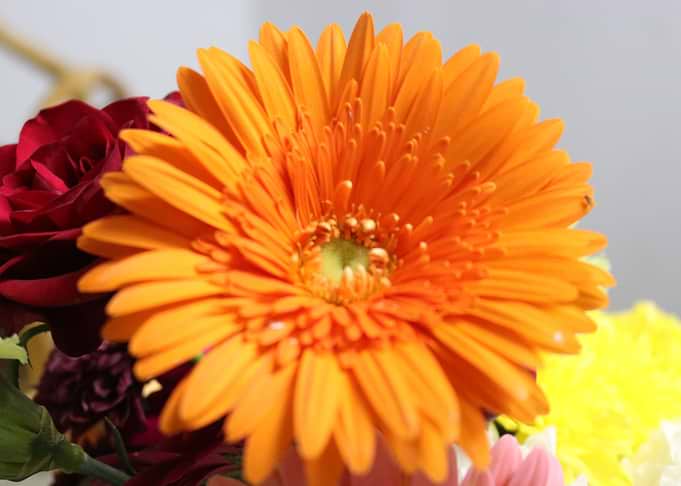 Orange Daisy