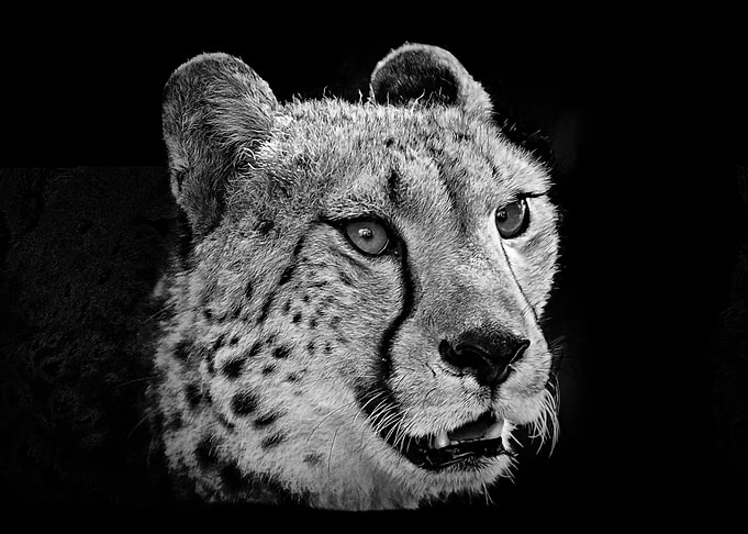 Cheetah
