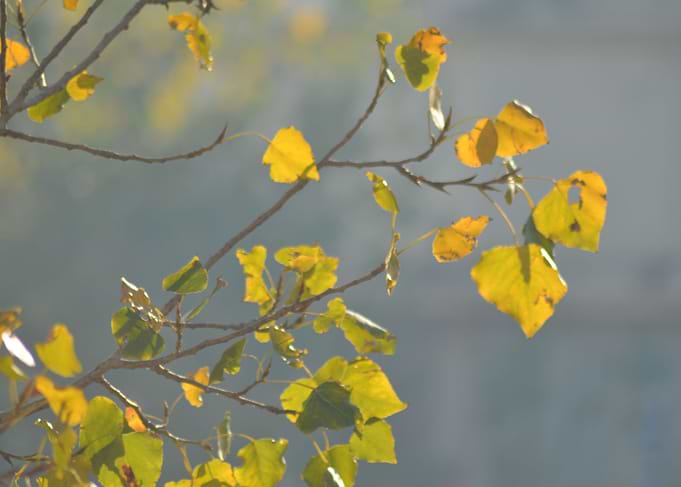 Beautiful colors of Autumn