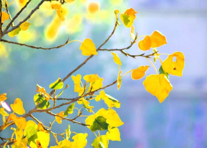 Beautiful yellow Leaves