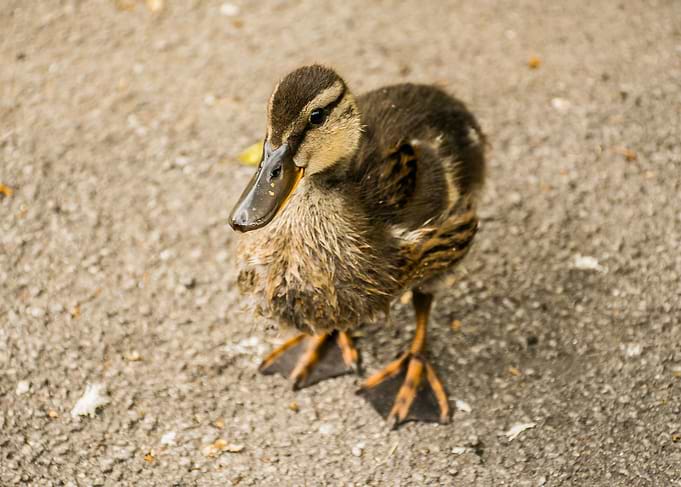 Baby duck