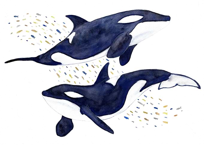 Orcas
