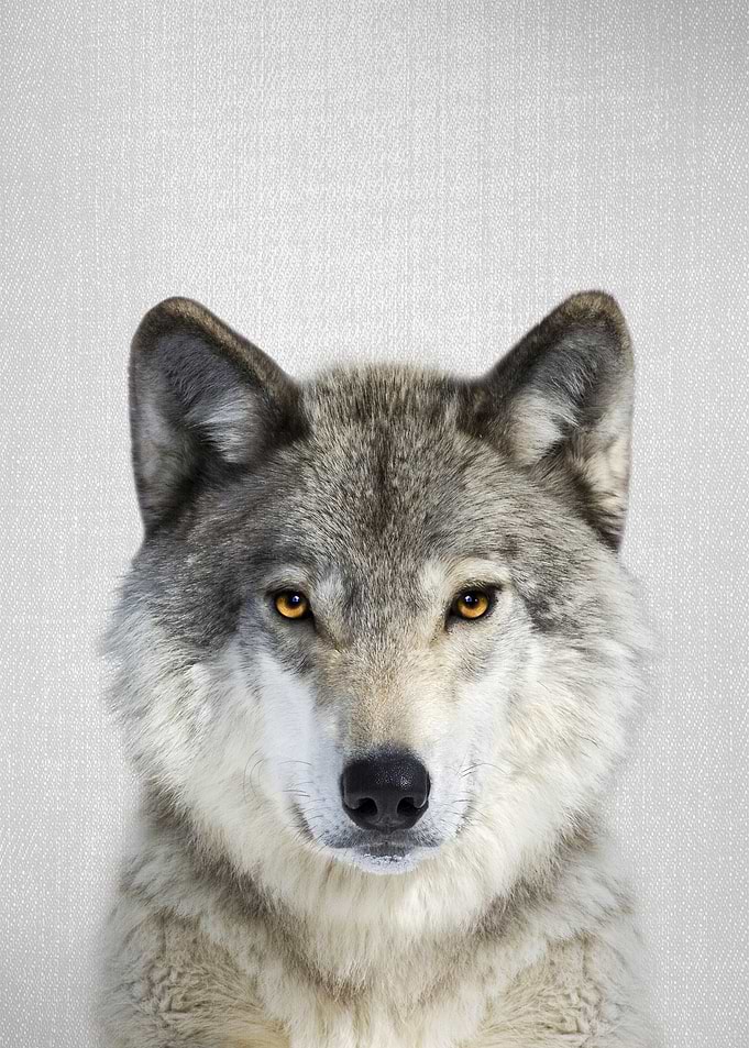 Wolf Colorful