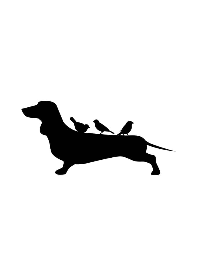 dachsund birds