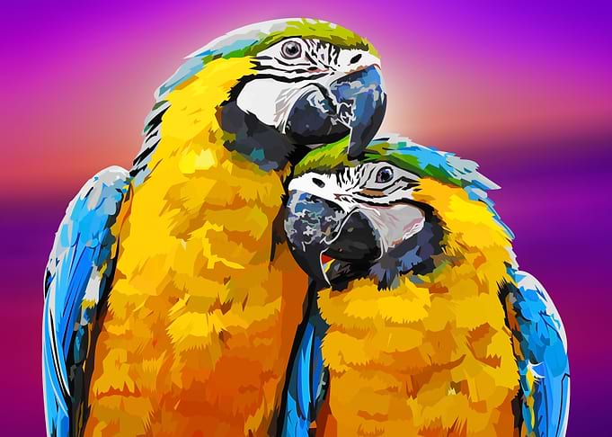 Two parrots in love