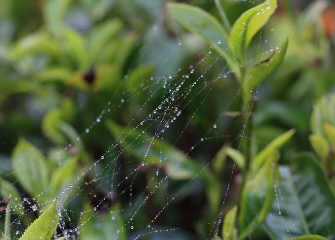 Water Web