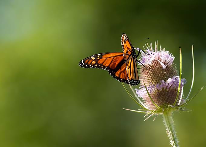 The Monarch