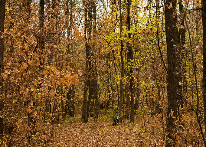 autumn solitude