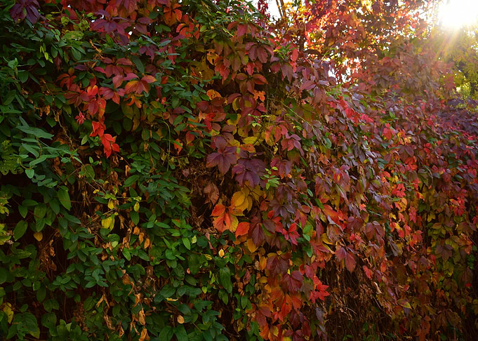 autumn magic
