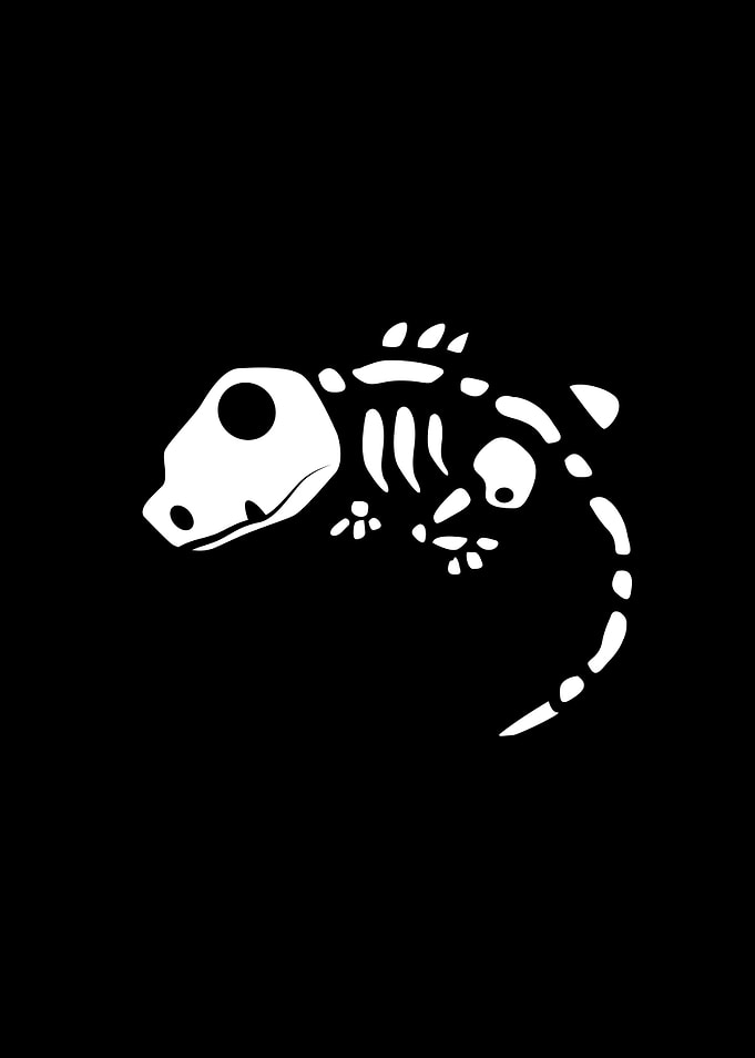 lizard skeleton