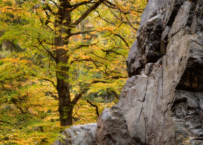 Autumnal