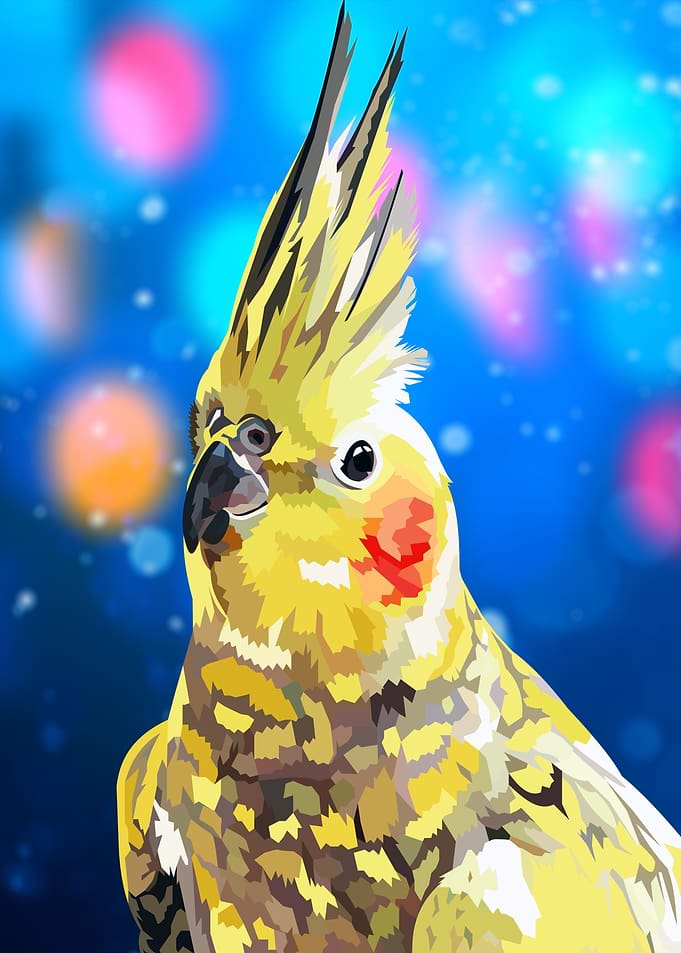 cockatiel bird