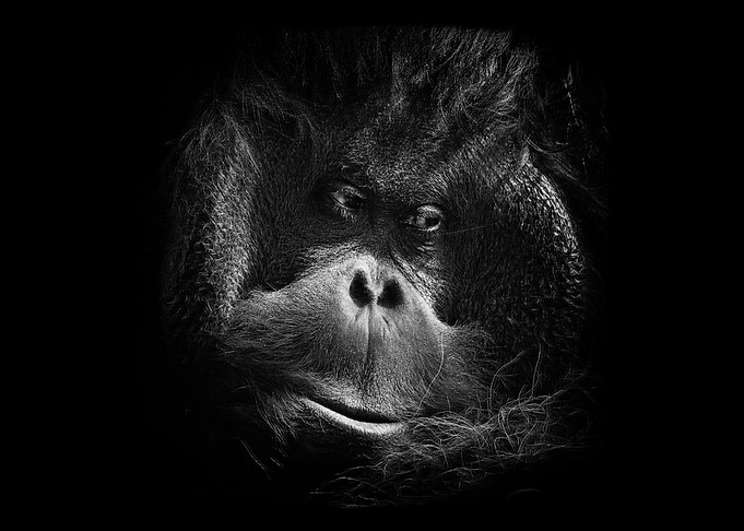 Orang Utang