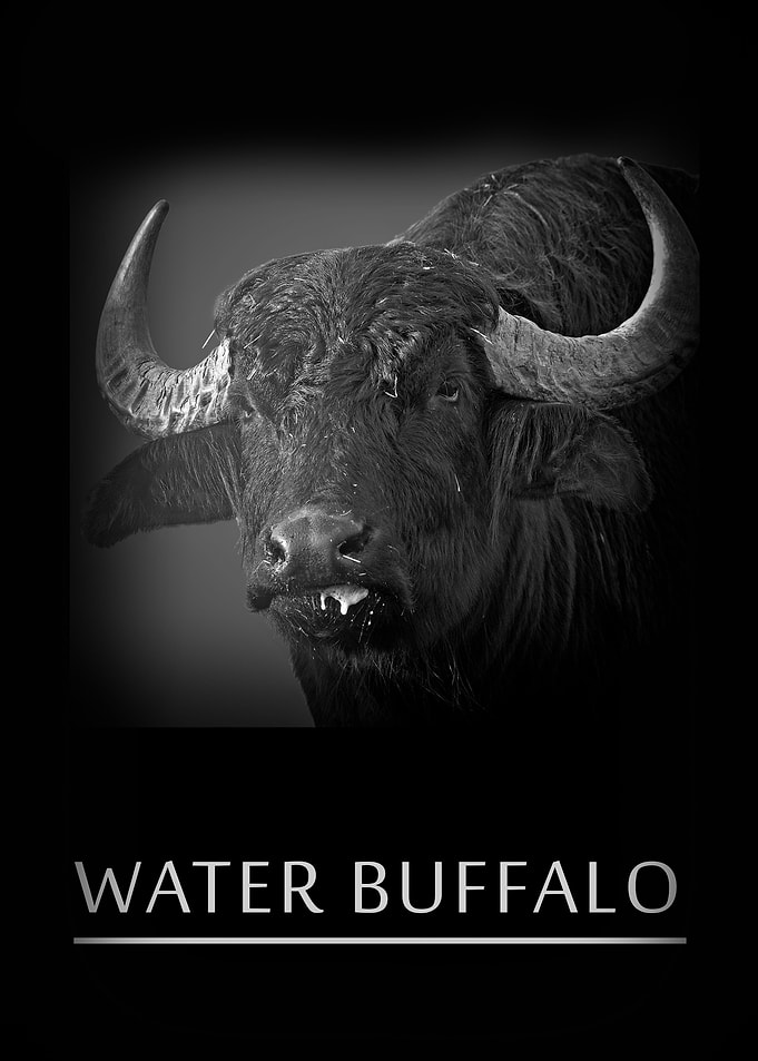 Water bufallo