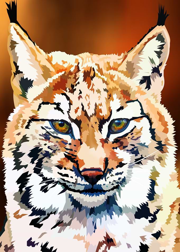 Lynx closeup