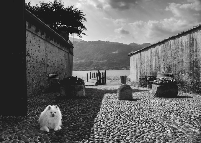 Fluffy white dog