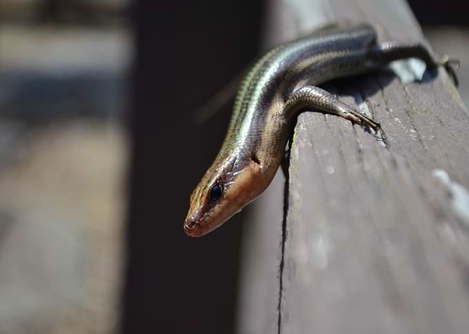 Blue Striped Skink