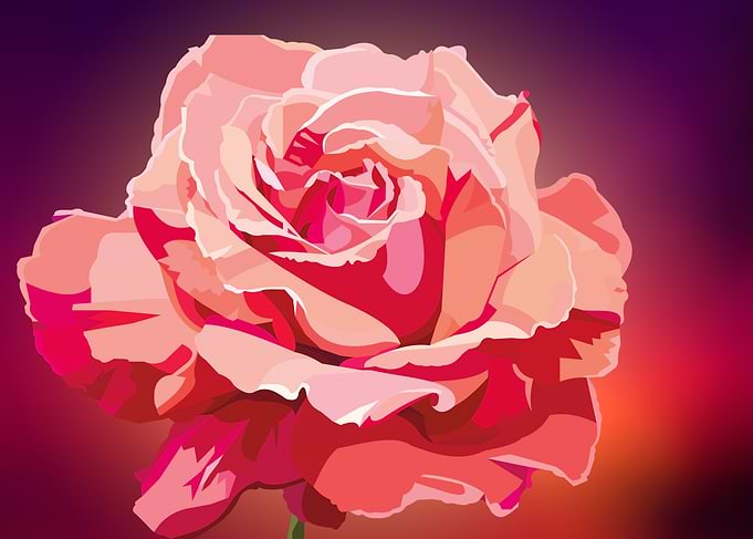 Lovely pink rose