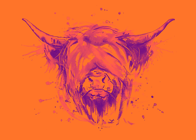 Highland Cattle Orange Pop