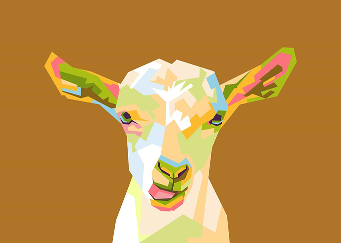 Sheep