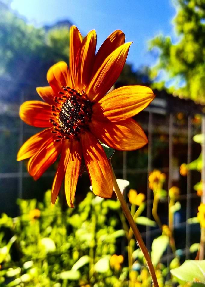 Sunflowers