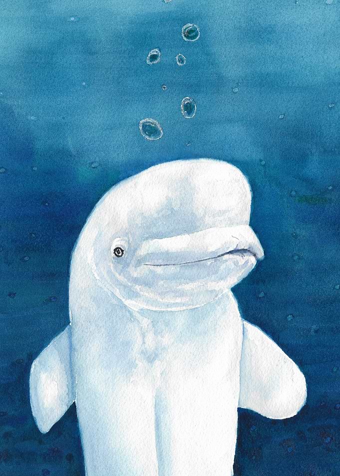 Beluga Blue