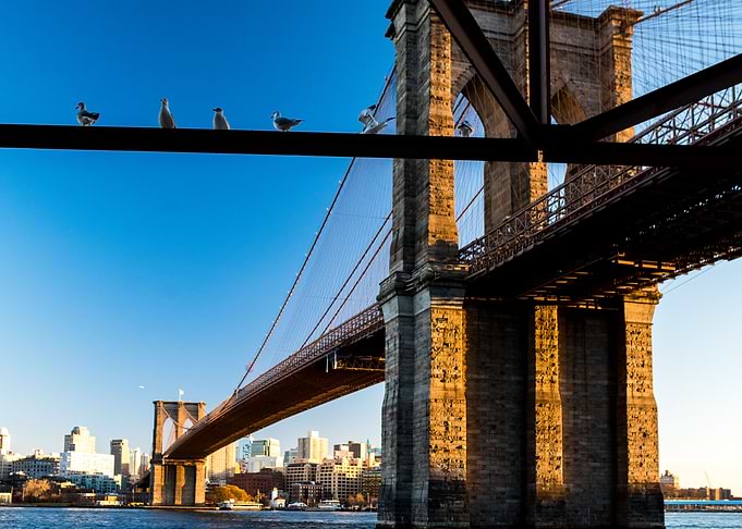 Brooklyn birds