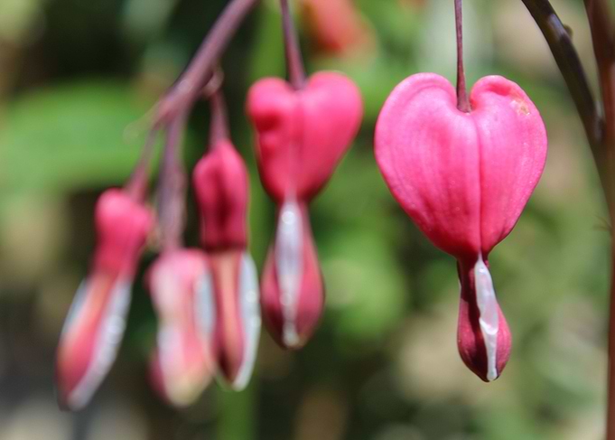 Flower heart