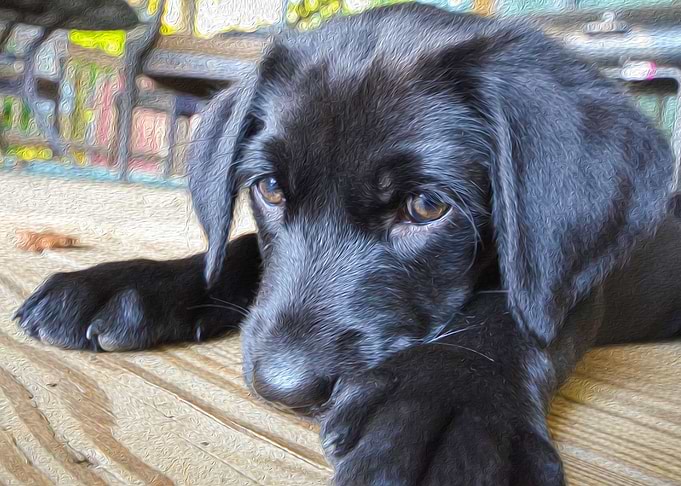 Lab Puppy