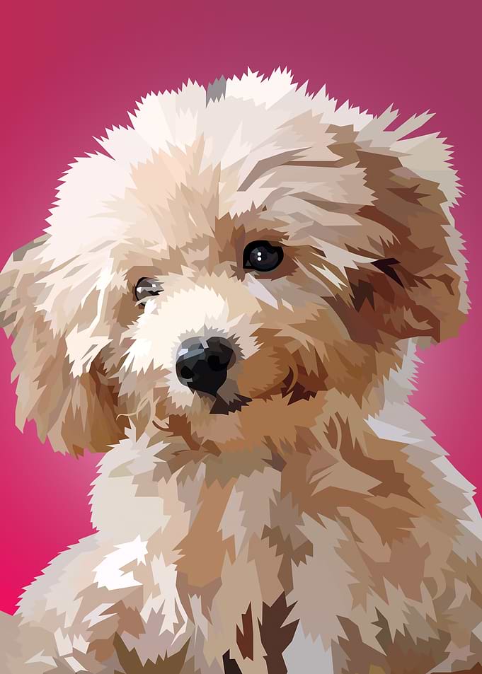 Poodle pup