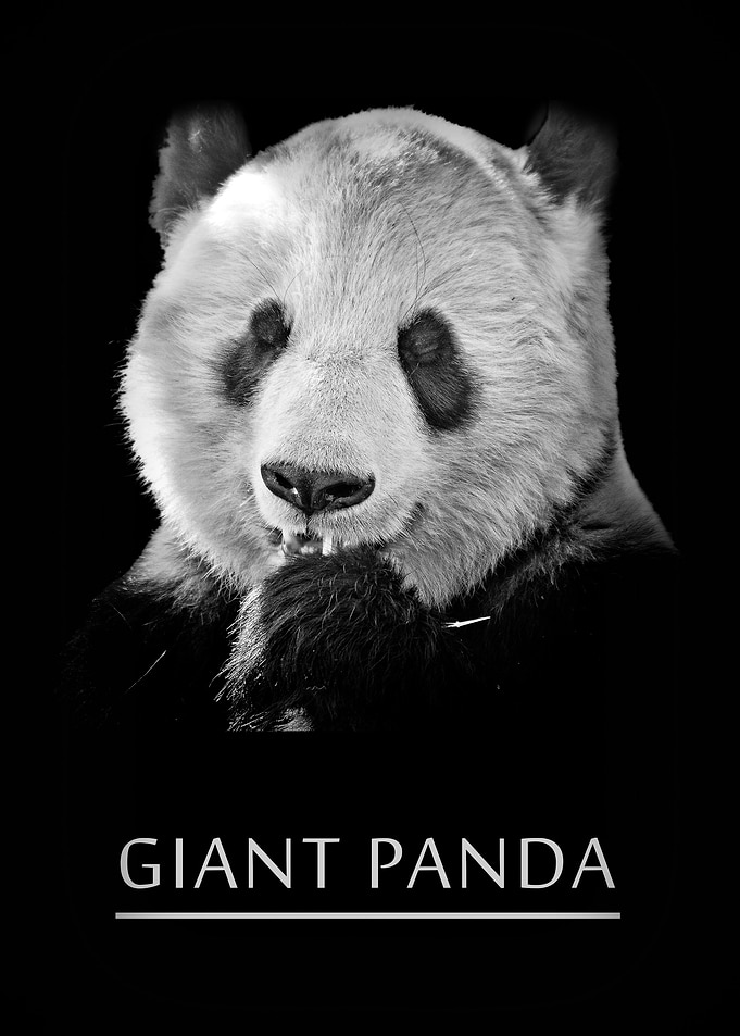 Giant Panda