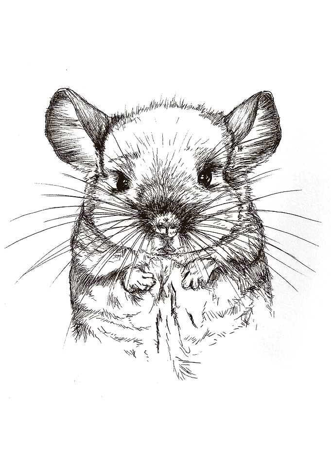 Chinchilla my Love