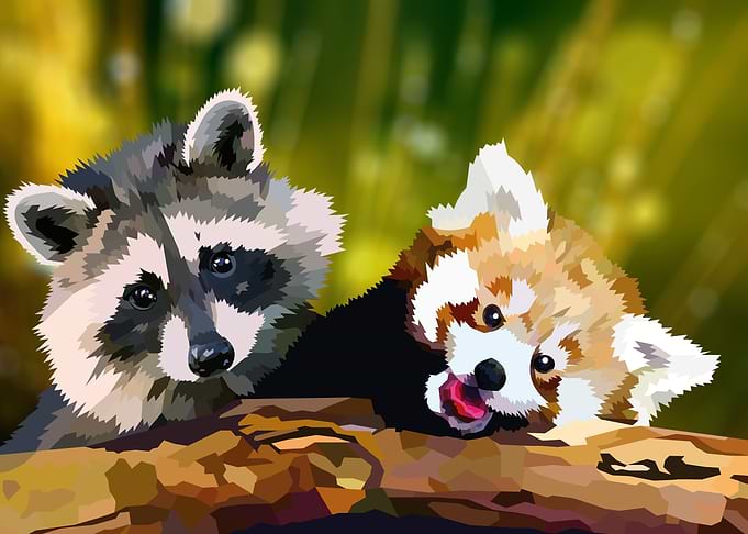 Raccoon and Red Panda
