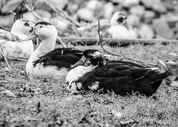 Two Young Ducks